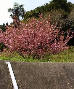八重桜が満開です。